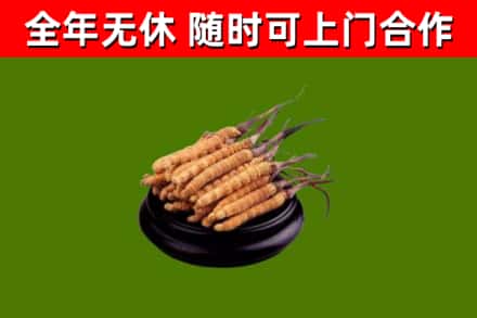 江阴烟酒回收冬虫夏草.jpg