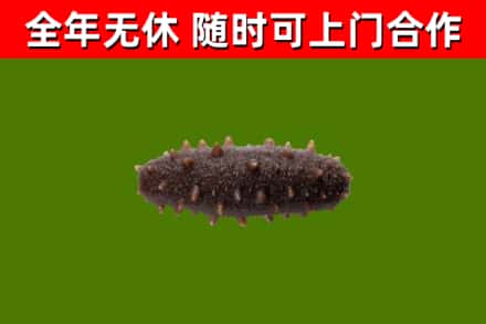 江阴烟酒回收干海参.jpg